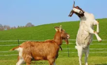 goat-trong-bong-da-la-gi